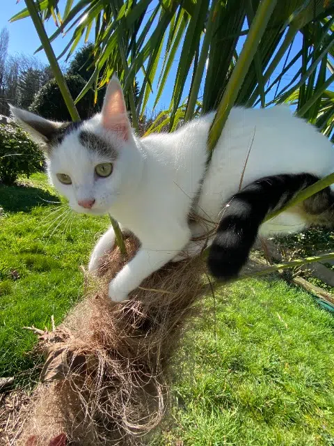 chatte lost    Rennes Nipsu