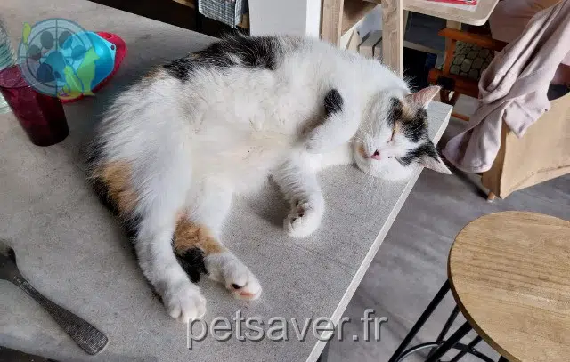 chatte lost    Rennes Nougatine