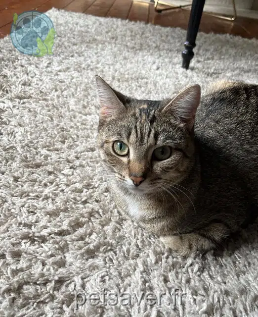 chatte lost Rennes Ocelot