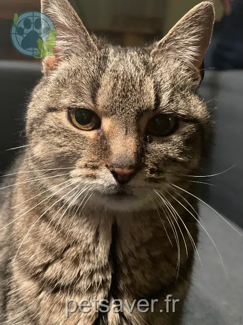 chatte lost    Rennes Pistache