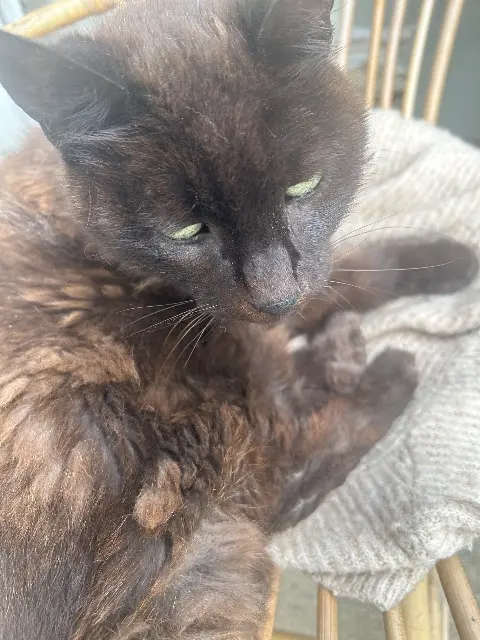 chatte lost    Rennes Ramina