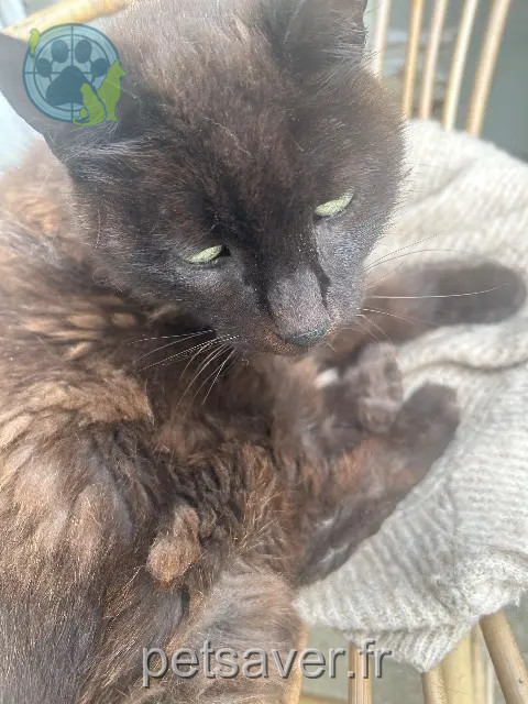 Katze vermisst Rennes Ramina Katze lost Rennes Ramina