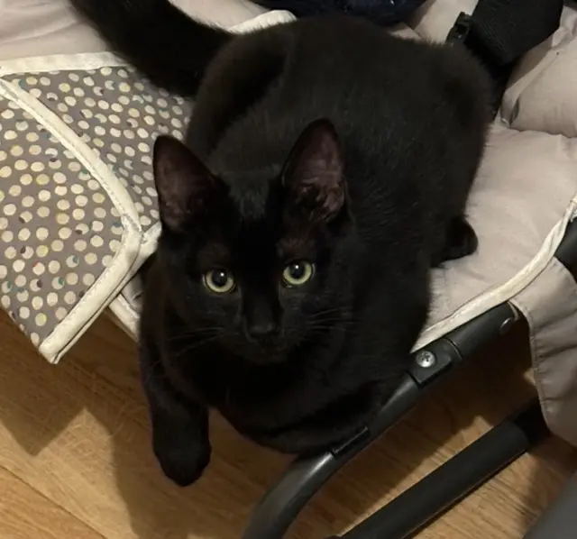 chatte lost    Rennes Robine