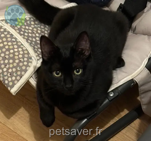 Katze vermisst Rennes Robine Katze lost Rennes Robine