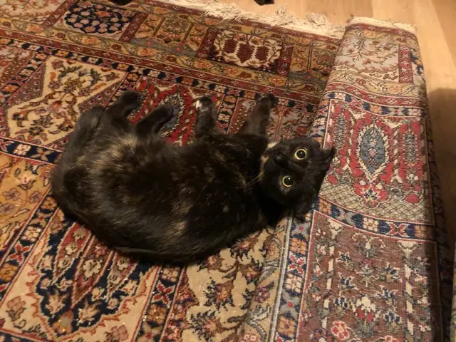 chatte lost    Rennes Verveine