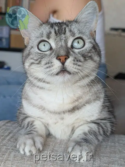 chatte lost    Rennes Zozo