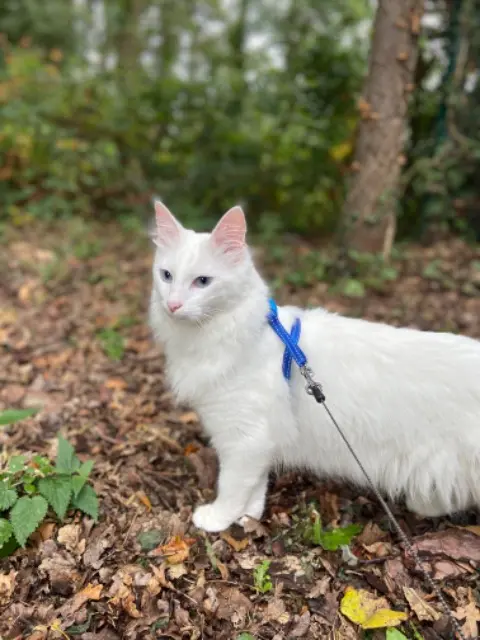 chatte lost   35740 Pacé Riverdale