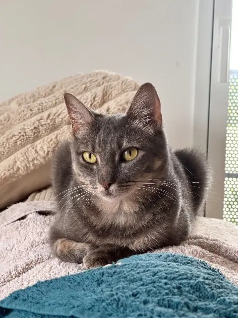 chatte lost   35740 Pacé Ruby