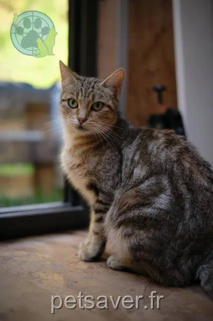 kat vermist 35380 Paimpont Rumi kat lost 35380 Paimpont Rumi