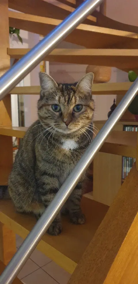 Chatte Perdue 35 Ille-et-Vilaine - Samba Chatte Perdue 35 Ille-et-Vilaine - Samba
