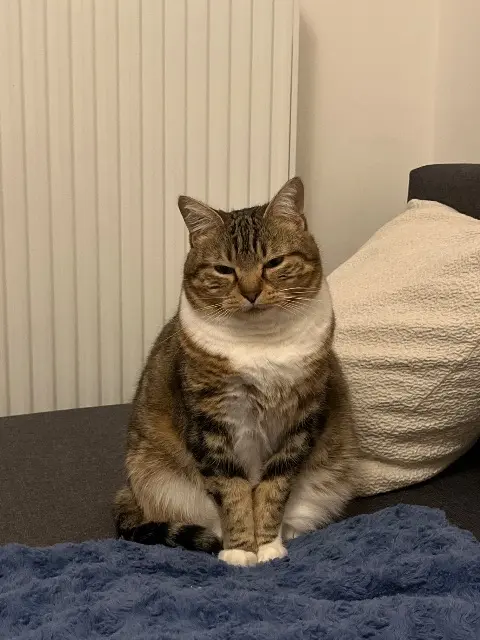 chatte lost   35160 Talensac Saphir