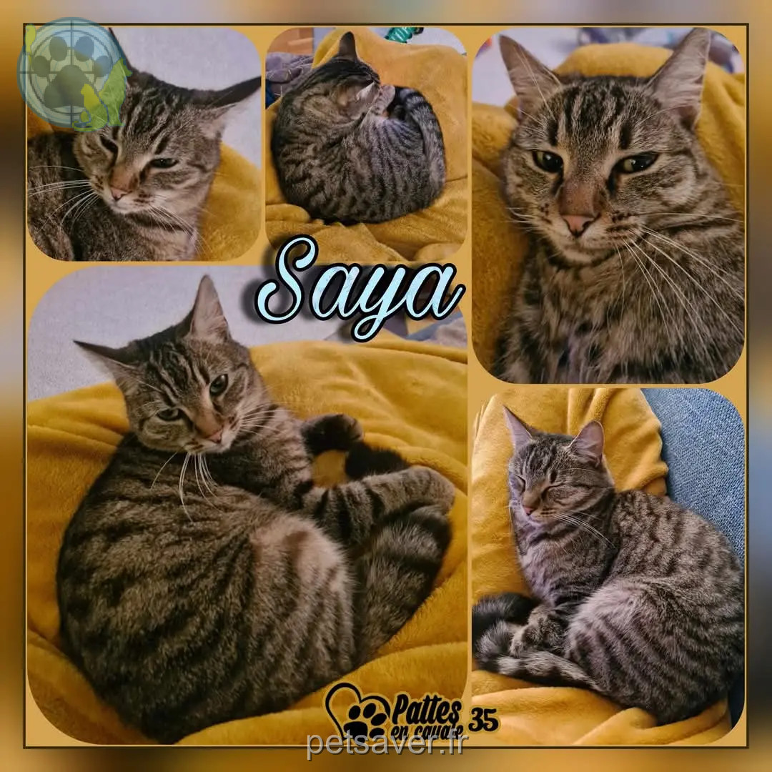 Chatte Perdue 35 Ille-et-Vilaine - Saya Chatte Perdue 35 Ille-et-Vilaine - Saya