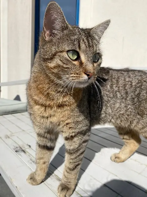 chatte lost   35170 Bruz Seiya