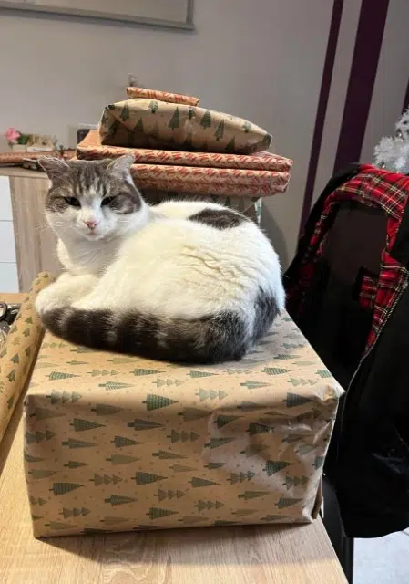 chatte lost   35420 Mellé Simba