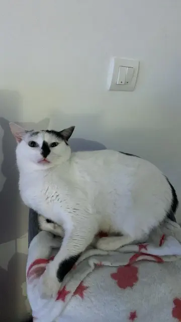 chatte lost   35240 Retiers Snow