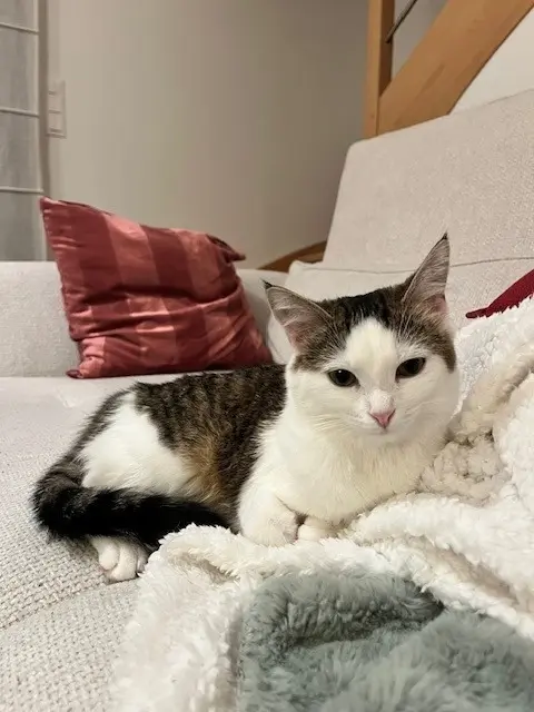 chatte lost   35250 Chevaigné Solange