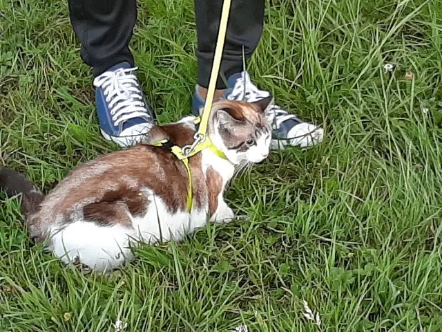 chatte lost   35136 Saint-Jacques-de-la-Lande Soul ou Soso en diminutif