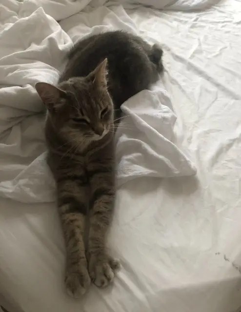 chatte lost   35580 Guichen Summer