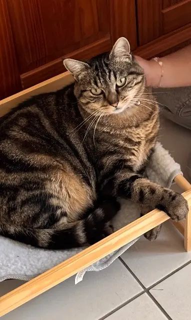 chatte lost   35400 Saint-Malo Sushi