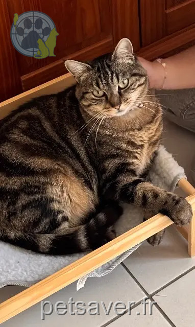 Katze vermisst 35400 Saint-Malo Sushi Katze lost 35400 Saint-Malo Sushi