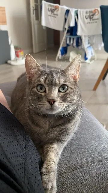 chatte lost   35850 Romillé Sylla