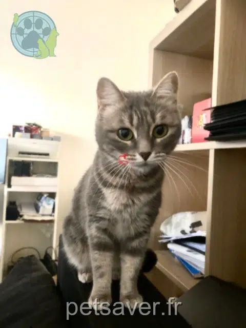 chatte lost   35410 Châteaugiron Talonne