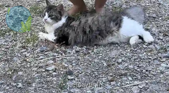 Chatte Perdue 35 Ille-et-Vilaine - Taïgi Chatte Perdue 35 Ille-et-Vilaine - Taïgi