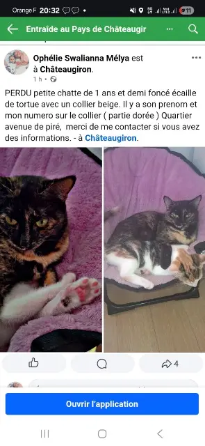 chatte lost   35410 Châteaugiron Tchoubella