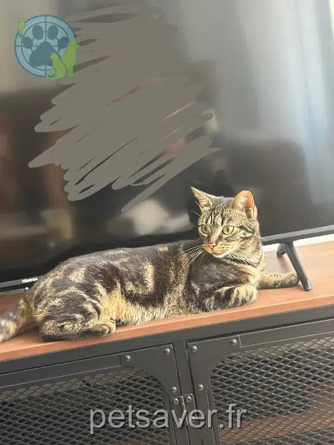 chatte lost   35410 Châteaugiron Tofu