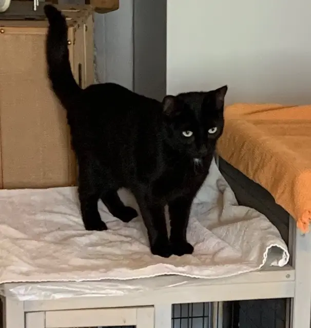 chatte lost   35430 Saint-Père-Marc-en-Poulet Topaze