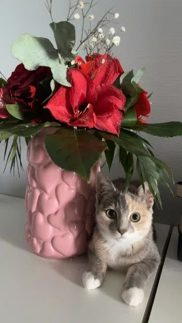 chatte lost   35133 Lécousse Tsuki