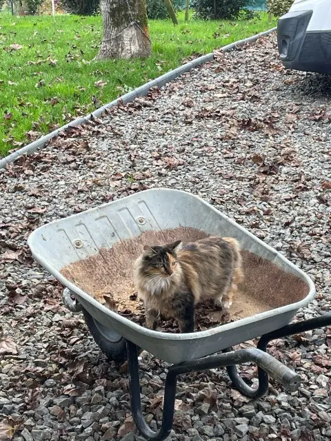 chatte lost   35250 Chevaigné Ulice