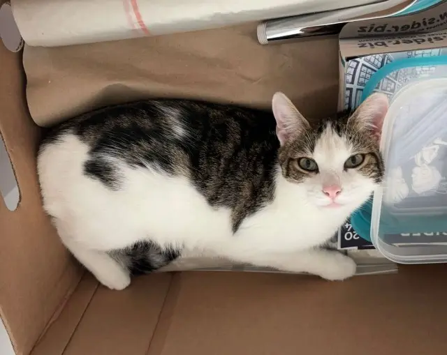 chatte lost   35133 Romagné Upsie