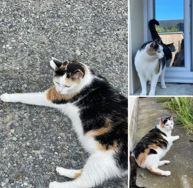 chatte lost   35114 Saint-Benoît-des-Ondes Uta