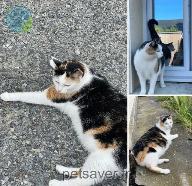 chatte perdue 35114 Saint-Benoît-des-Ondes Uta chatte lost 35114 Saint-Benoît-des-Ondes Uta