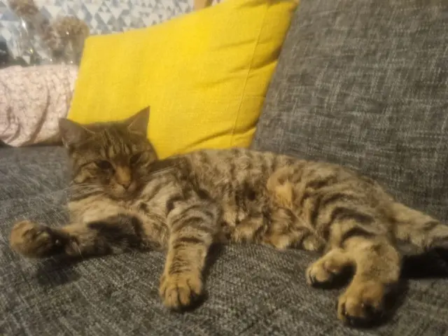chatte lost   35136 Saint-Jacques-de-la-Lande Vanille