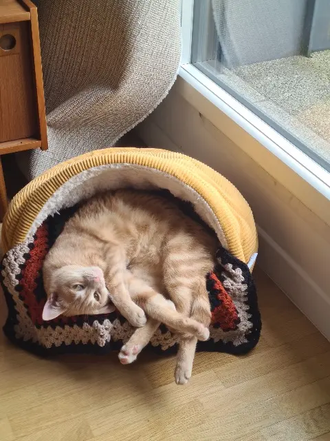 chatte lost   35140 Mézières-sur-Couesnon Vesta
