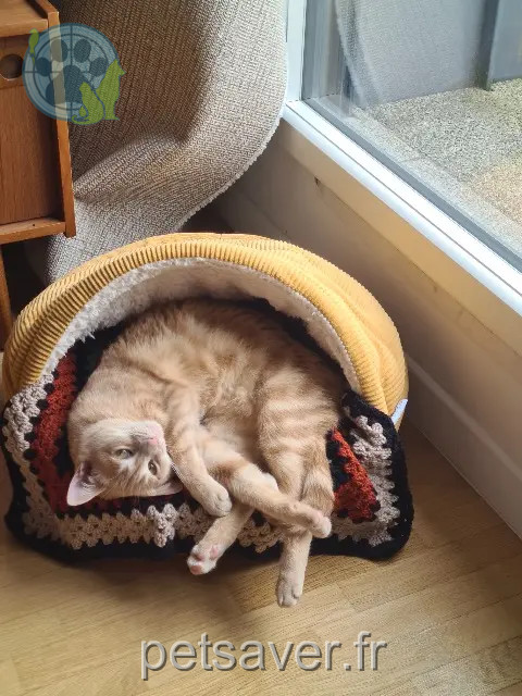 Katze vermisst 35140 Mézières-sur-Couesnon Vesta Katze lost 35140 Mézières-sur-Couesnon Vesta