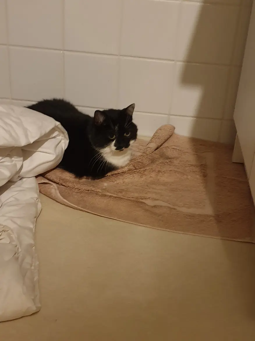 Chatte Perdue 35 Ille-et-Vilaine Vezin-le-Coquet - Neptune Chatte Perdue 35 Ille-et-Vilaine Vezin-le-Coquet - Neptune