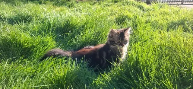 chatte lost   35130 La Guerche-de-Bretagne Viana