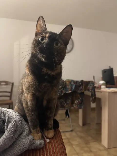 chatte lost   35130 Visseiche Wanda