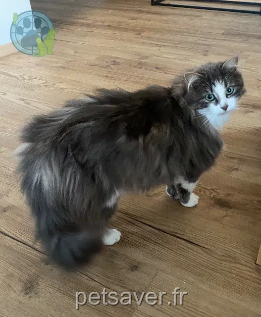 chatte lost   35630 Vignoc Winky