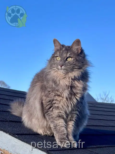 gata lost   35870 Le Minihic-sur-Rance Yoko
