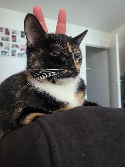 chatte lost   35830 Betton Yukina