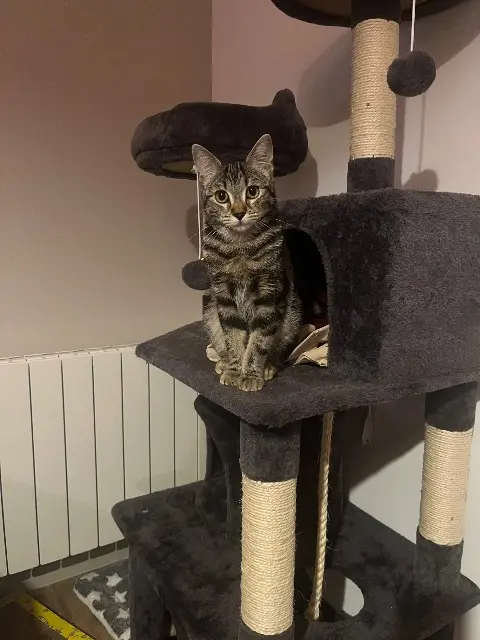 cat lost 35220 Châteaubourg Yumi cat lost 35220 Châteaubourg Yumi