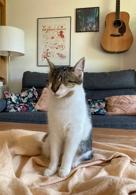 chatte lost   35630 Langouet Zelda