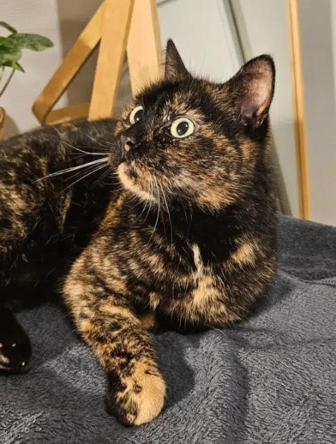 chatte lost   35220 Marpiré Zelda