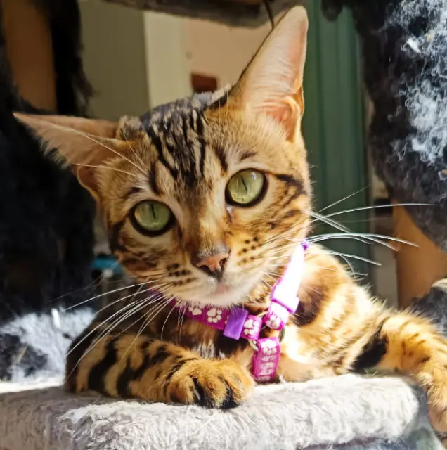 chatte lost   35450 Mecé Zephir