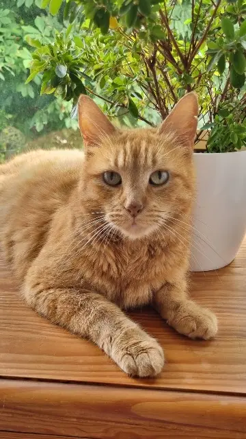 chatte lost   35350 Saint-Méloir-des-Ondes Zézette