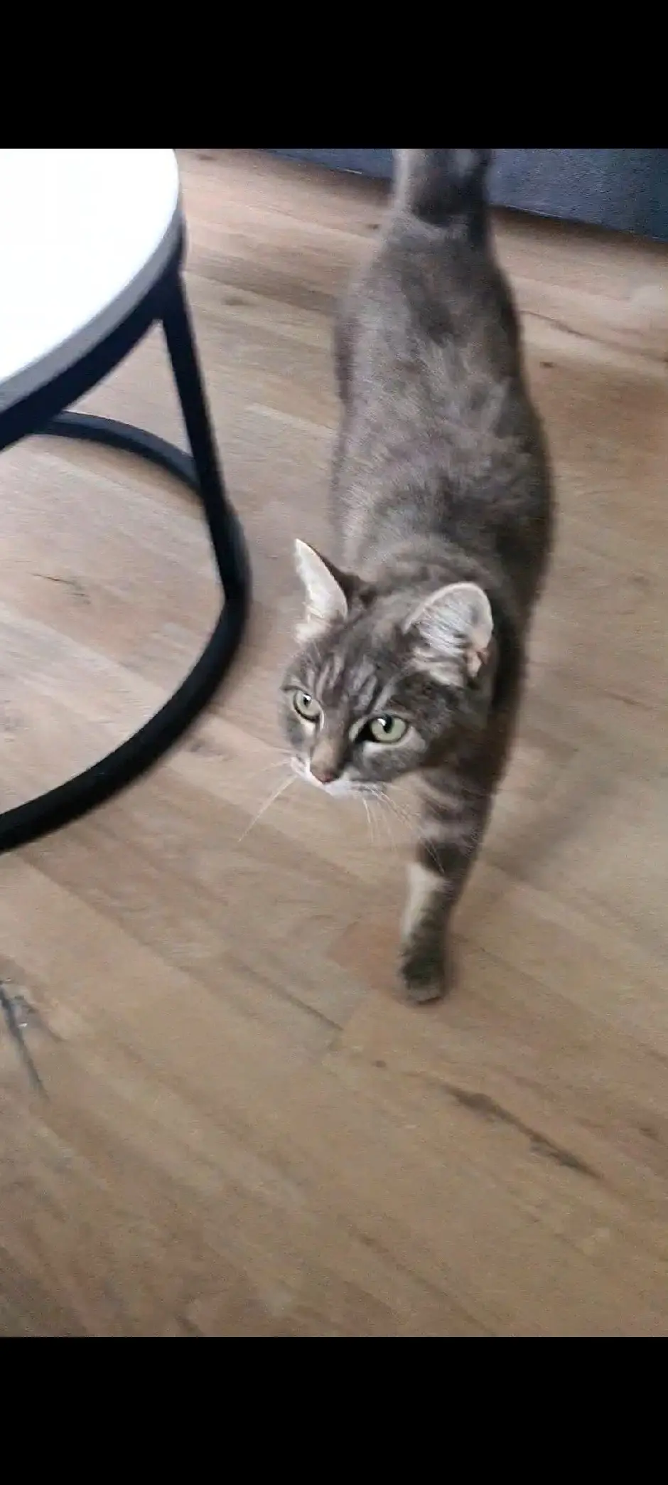 Chatte Perdue 35 Ille-et-Vilaine Chatte Perdue 35 Ille-et-Vilaine
